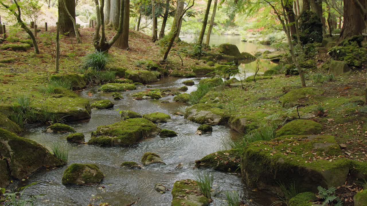 Green moss natural landscape: Small stream flows into nature park pond
