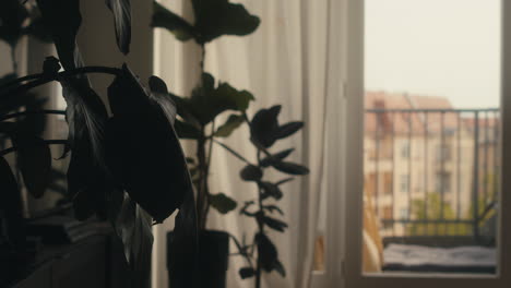 pots of plants, the background have a building of the city and some clothes swinging because of the wind