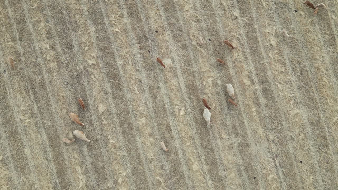 Herding goats on dry grass meadow, Rural landscape in Portugal, Topdown Orbiting view