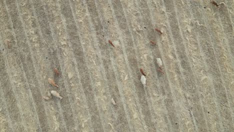 Herding-goats-on-dry-grass-meadow,-Rural-landscape-in-Portugal,-Topdown-Orbiting-view