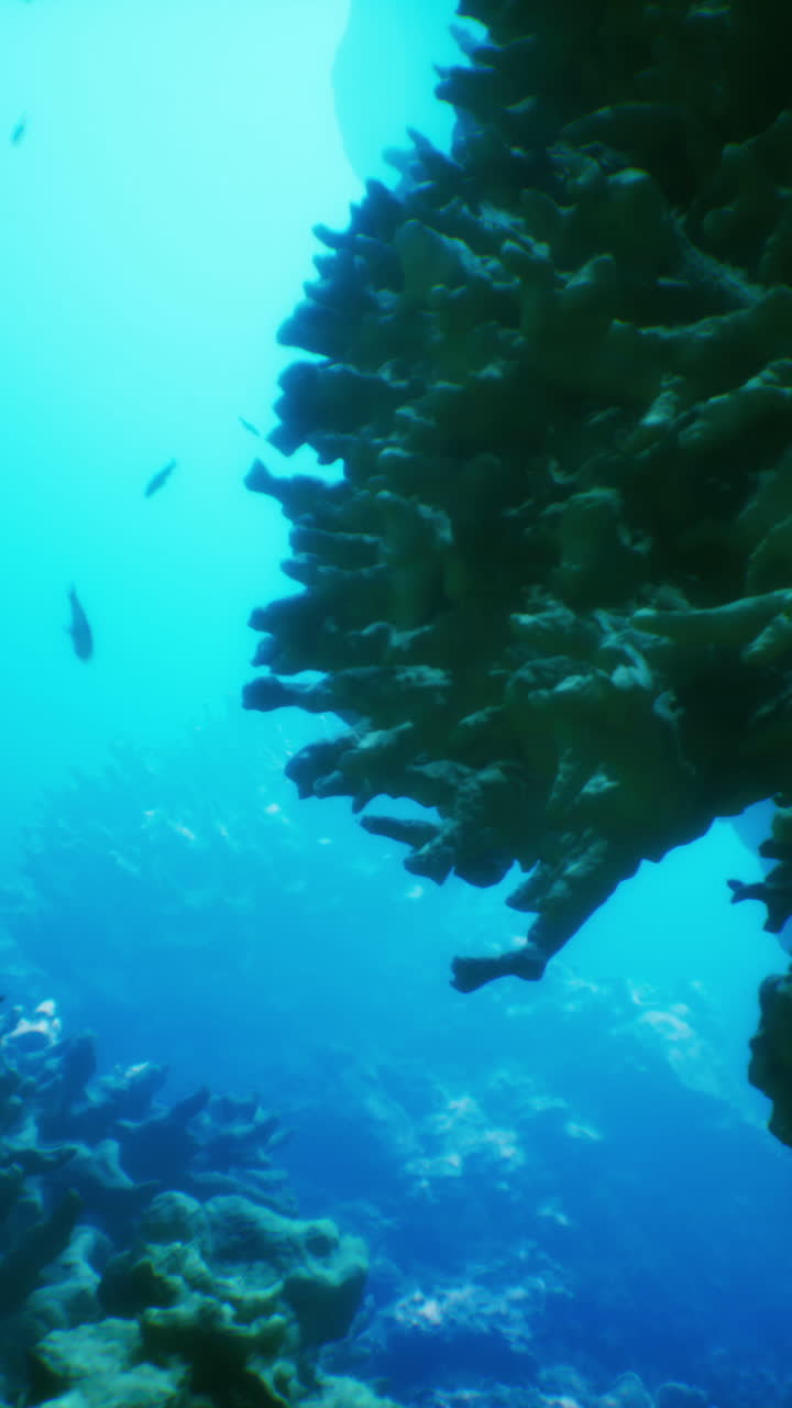 arrecife de coral submarino