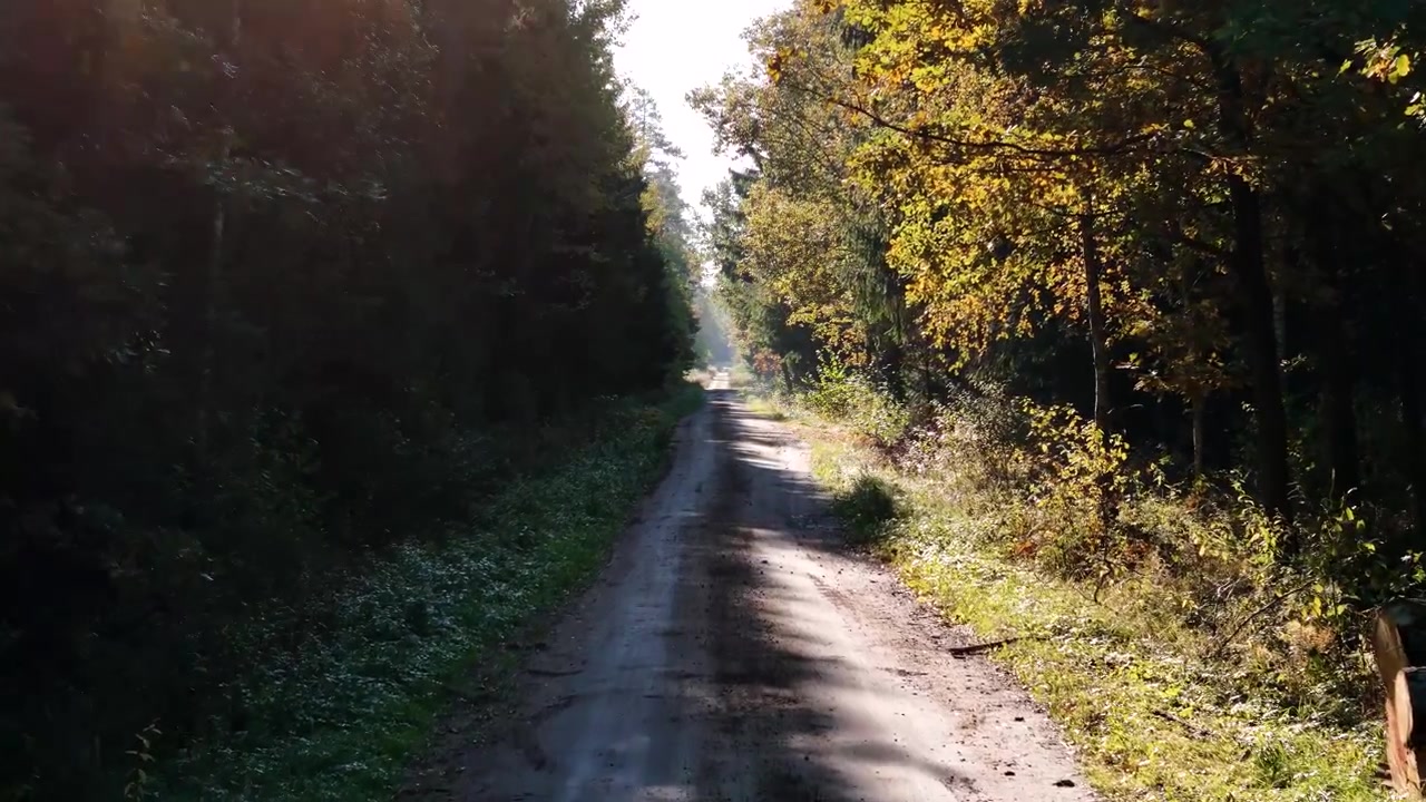 La luce del sole che filtra attraverso una fitta foresta illumina una strada sterrata che si snoda attraverso un vivace fogliame autunnale, creando un'atmosfera serena e invitante, perfetta per l'esplorazione