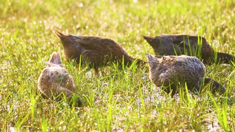 Patos-Domésticos-En-Campos-De-Arroz-Balinés-Comiendo-Algas-Y-Plagas-De-Insectos-En-Una-Mañana-Soleada-En-Bangladesh