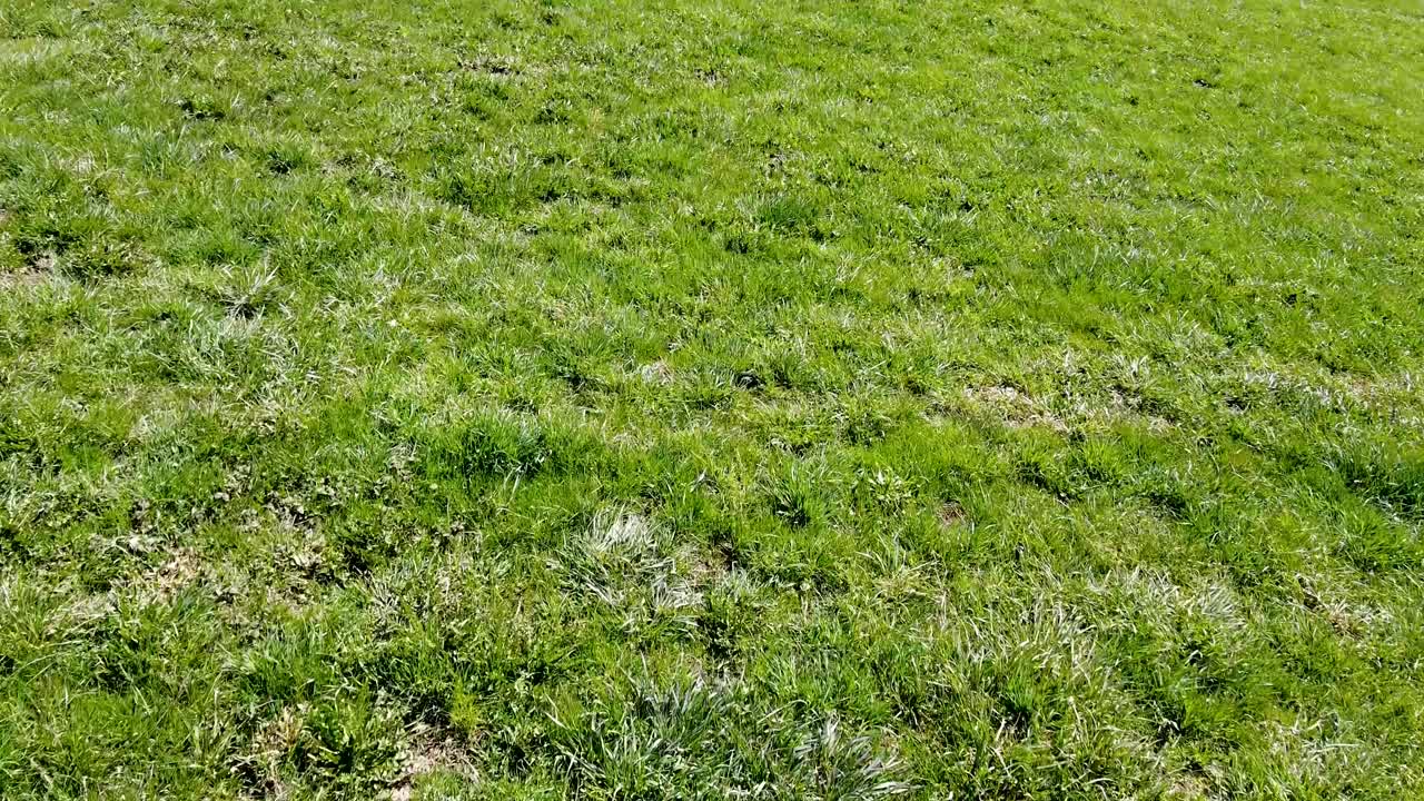 느린 속도에서 빠른 속도로 녹색 잔디 초원 위를 드론 비행