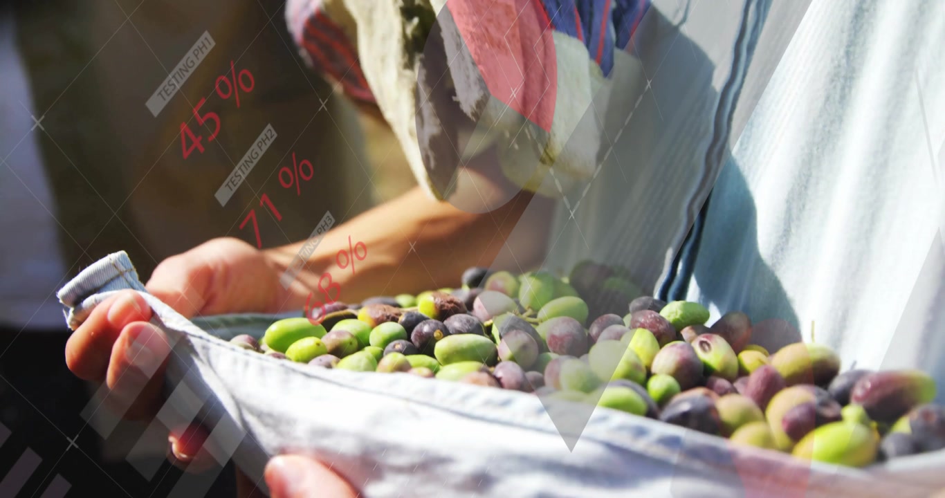 Female harvester reaching and twisting olives into canvas bag as male colleague holding for harvest