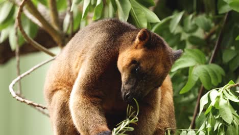 un canguro de árbol come hojas, posado en una rama.