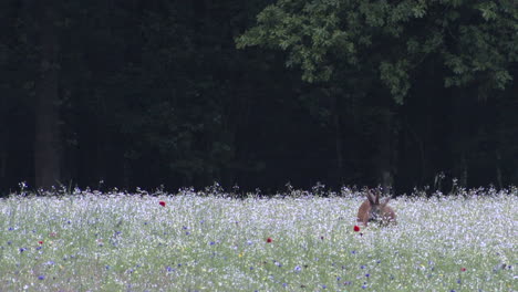 roe deer buck foraging in a flowerfield near forest edge at sunset