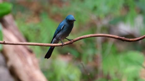 Camera-zooms-out-while-it-looks-around,-Verditer-Flycatcher-Eumyias-thalassinus-Female,-Thailand