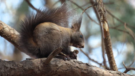 close-up of red squirrel eating nut sitting on pine tree branch