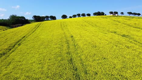 Luftaufnahme-Einer-Gelb-Vergewaltigten-Farmplantage-An-Einem-Sonnigen-Tag,-Drohnenflug-über-Der-Malerischen-Hügellandschaft