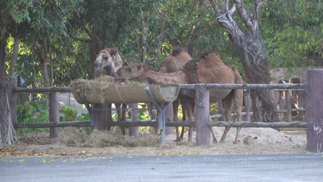 Camels-eating-grass-in-the-Zoo