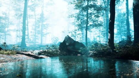 mist on pond in forest with fog