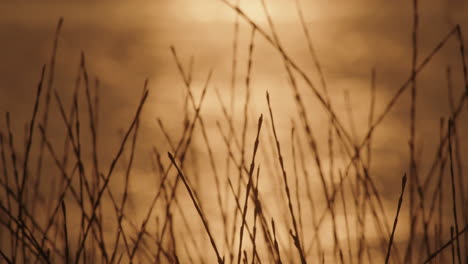 gentle grass sway at amber sunset