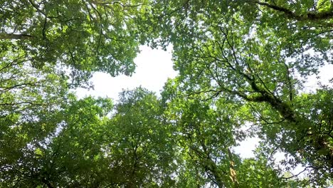 view of tree branches and leaves overhead