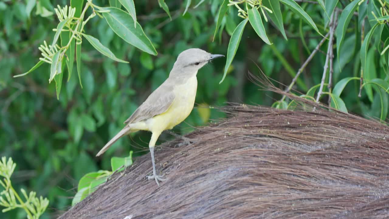 pequeño tirano de ganado amarillo, machetornis rixosa de pie sobre un mamífero peludo en movimiento, mirando alrededor de su entorno, buscando invertebrados potenciales, primer plano extremo