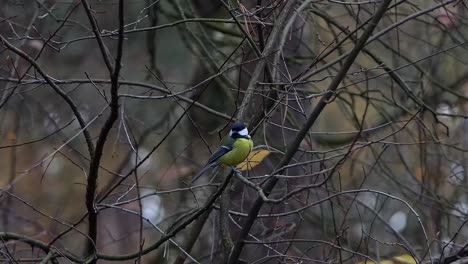 great tit hidden among the branches in winter