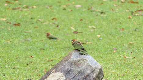 White-fronted-bee-eater-sits-on-a-stone-and-sees-all-the-insects-flying-around-him
