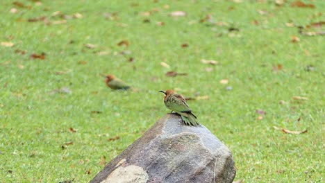 el abejaruco de frente blanca se sienta en una piedra y ve a todos los insectos volando a su alrededor