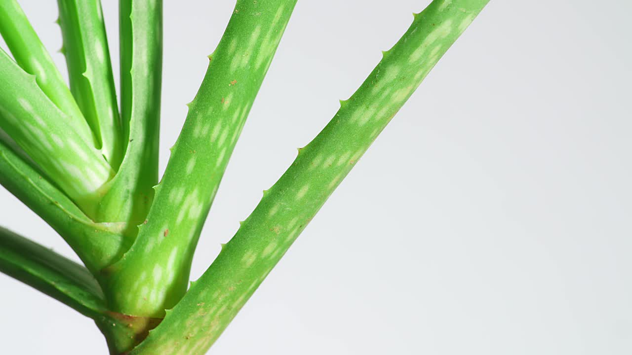 알로에 베라 식물의 클로즈업