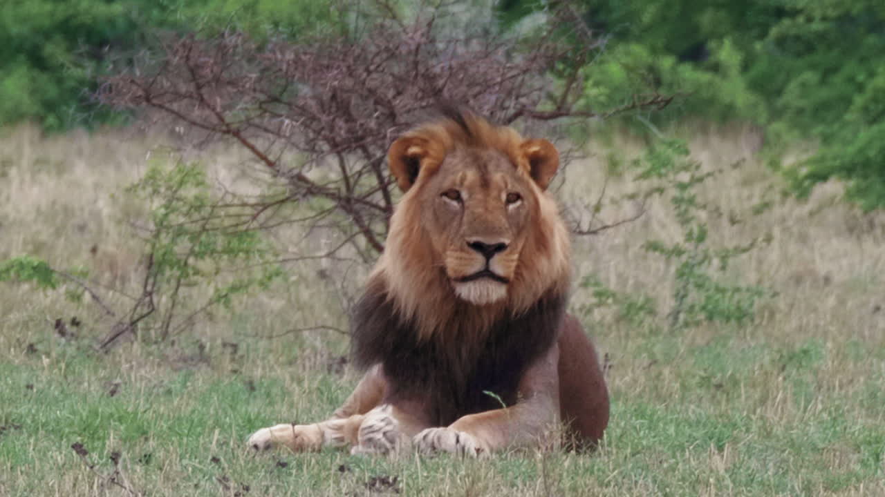 un león kalahari de melena negra descansando en el prado dentro del parque nacional nxai pan en botswana