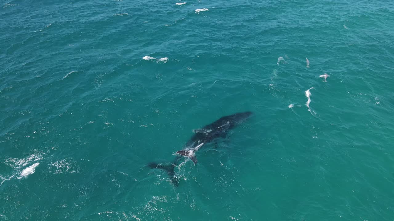 AERIAL - Humpback whale and calf breaching the water in Exmouth, Australia