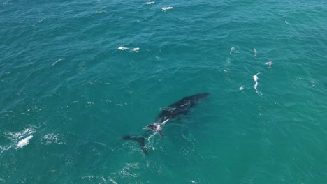 Antena---Ballena-Jorobada-Y-Ternero-Rompiendo-El-Agua-En-Exmouth,-Australia