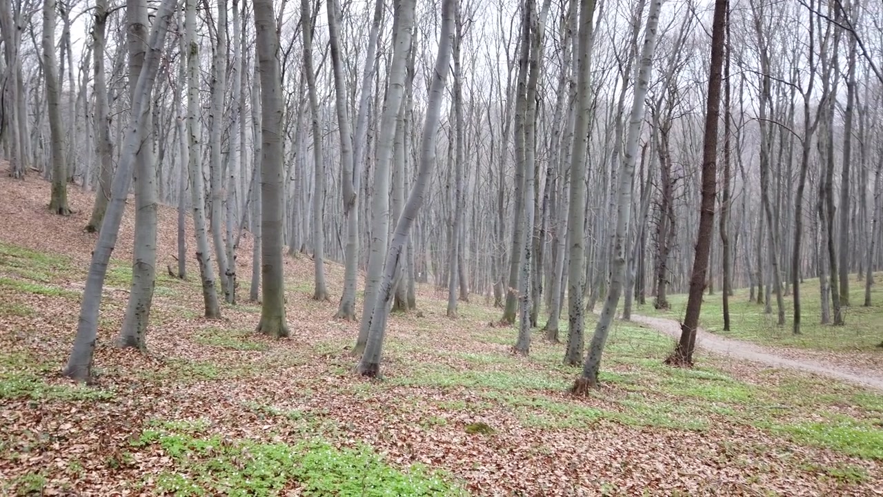 Sesión de fotos en el bosque primaveral