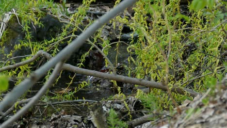 Vogel-Fliegt-Von-Ast-Zu-Ast-Neben-Dem-Wasserlauf