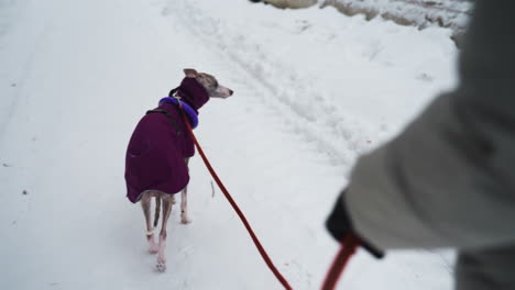 dog in warm purple coat being walked on snowy path, turning head toward person holding red leash, visible glove and jacket sleeve, winter city environment, calm walk during cold snowy weather
