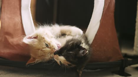 two kittens almost falling out of a kitty condo while playing together