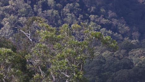 árboles de eucalipto balanceándose en el viento