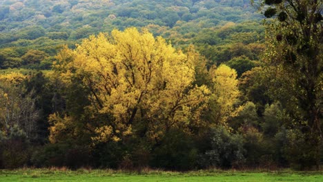 4K-Aufnahmen-Von-Herbst,-Rostig-Aussehenden-Bäumen-Und-Wäldern