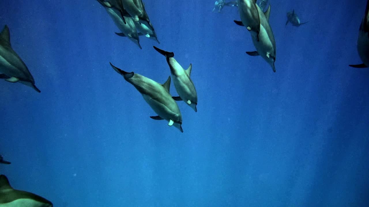 manada de delfines nadando en la profundidad del océano azul