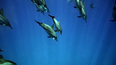 manada de delfines nadando en la profundidad del océano azul