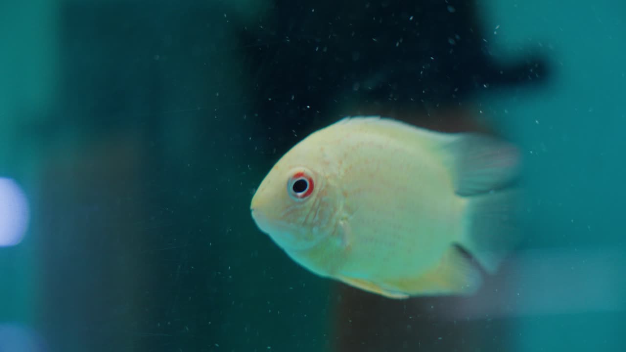 황금 줄무 cichlid 노란 물고기