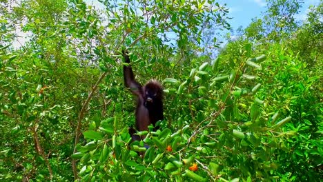 Monkey--Trachypithecus-obscurus---Spectacled-Langur---Langkawi