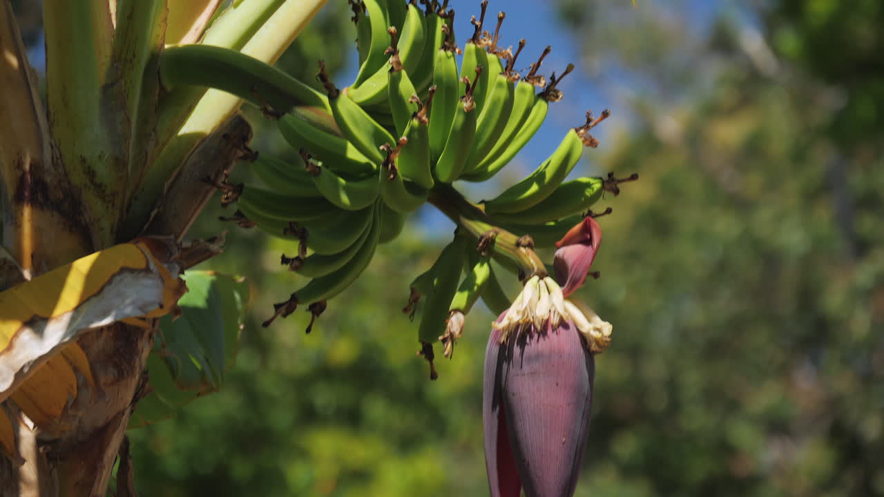 toma estática de un grupo creciente de dedos de plátano y una planta de plátano floreciente