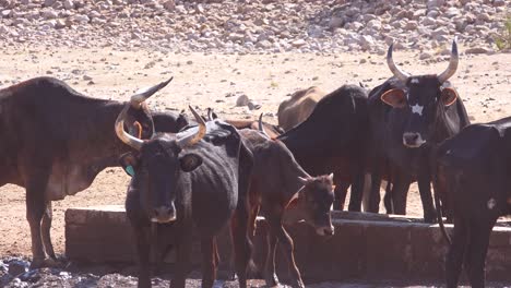 livestock and cattle cows graze at a watering hole in damaraland region of namibia africa