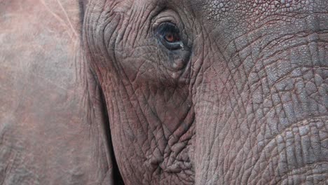 butt and tail of an african bush elephant covered by another elephant's face