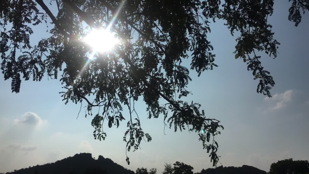 황금 시간 동안 숲이나 공원의 나무 잎사귀 사이로 햇빛이 비치고 바람에 부드럽게 흔들리는 햇빛