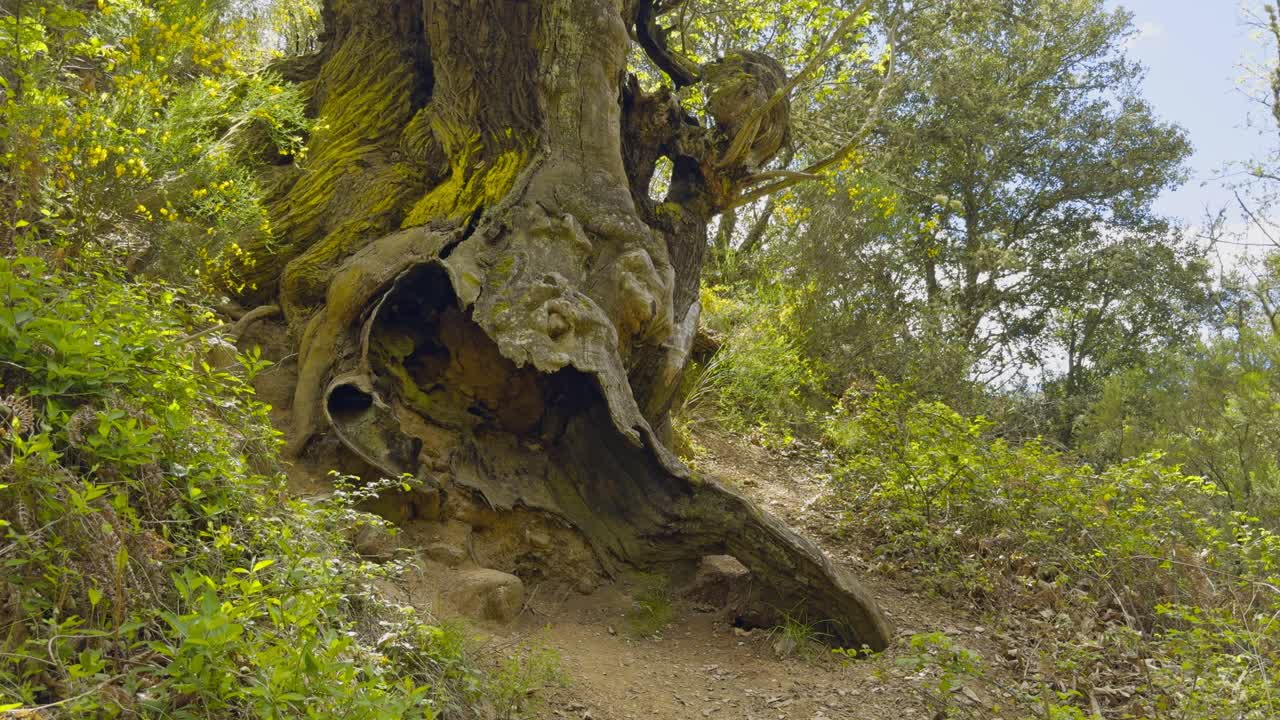 Beautiful Old Ancient Tres On A Hill Surrounded By Colourful Vegetation