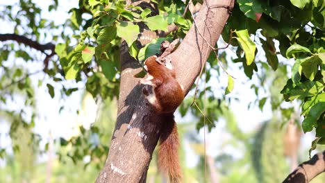 squirrel ascends tree trunk in lush environment