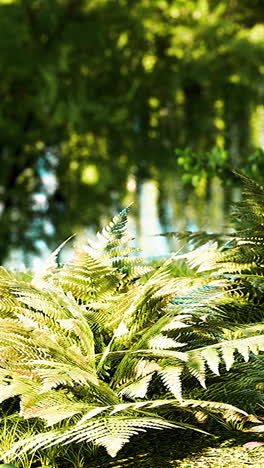 close up de un helecho en un bosque