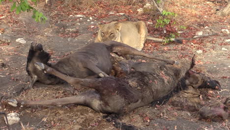 lioness with two killed wildebeests, still almost intact, ready to feed on the carcasses