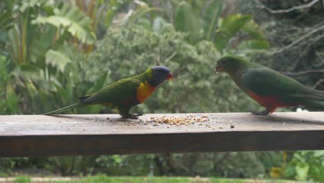 a rainbow lorikeet chases away and bullies a king parrot in australia