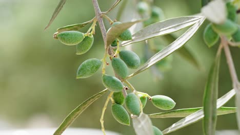 Makro-Nahaufnahme-Eines-Olivenzweigs,-Der-Im-Wind-Schwingt