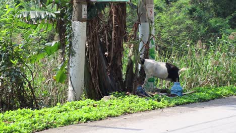 a goat eating near a tree by the road