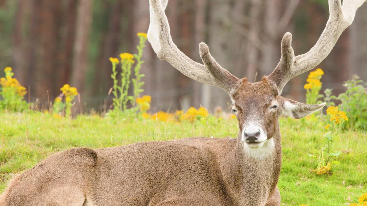 Red deer stag with antlers resting on grassy meadow, soft daylight, static camera, natural setting