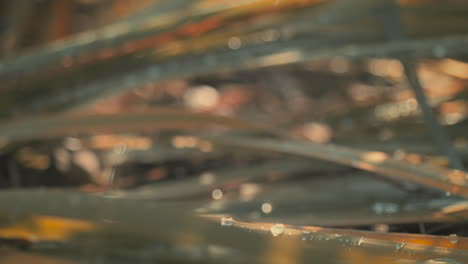 blurry macro shot of light green and orange wet leaves covered by raindrops, refocusing and moving in slow motion