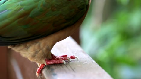 pombo na floresta